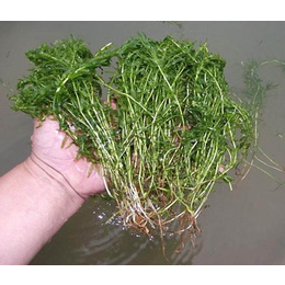 轮叶黑藻报价|众禾水生植物品质优良|江苏轮叶黑藻报价