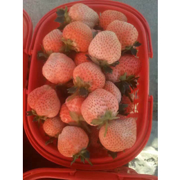 乾纳瑞农业|草莓苗批发|甘南草莓苗