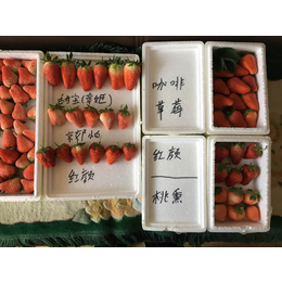 邛崃市草莓苗|海之情农业|法兰地草莓苗