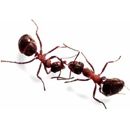 威海环翠区灭臭虫 灭跳蚤 灭蚂蚁杀虫公司