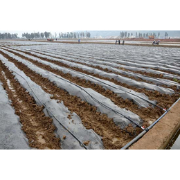 农业喷灌系统|欣农科技|武昌农业喷灌系统