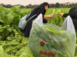 蔬菜配送方案-蔬菜配送-宏鸿农产品集团