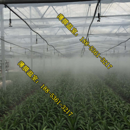 滁州温室大棚蔬菜产量高、温室大棚、温室大棚种植蔬菜回本快