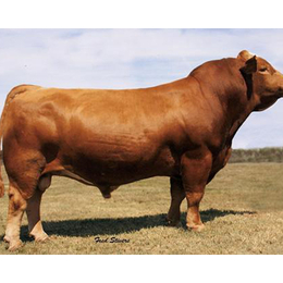 利木赞牛养殖场|富贵肉牛养殖(在线咨询)|陕西利木赞牛