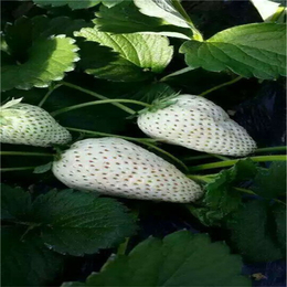 白雪公主草莓苗|阜新草莓苗|双湖园艺(在线咨询)