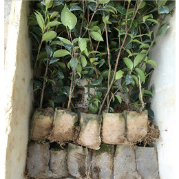 油茶树苗|油茶苗圃基地油茶树|油茶树苗如何种植