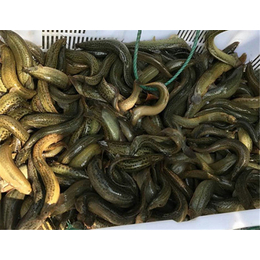 百鑫瑞(图)、泥鳅养殖技术、武汉泥鳅