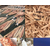 湛江沙虫干档口在东风市场哦,湛江沙虫干,海鲜批发公司缩略图1
