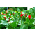 供应1.5-2米彩叶树种新品种冠红杨缩略图4