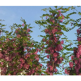 紫林种植(图)|刺槐树小苗|日照刺槐
