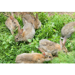 平凉野兔-锦腾养殖场-杂交野兔