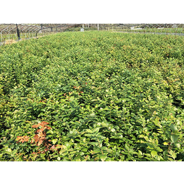 三年生蓝莓苗批发种植基地、泰安开发区蓝丰园艺场