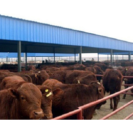 忻州肉牛养殖基地|富贵肉牛养殖|忻州肉牛