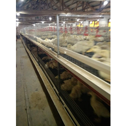 肉鸭笼养殖-肉鸭笼-运盈机械厂家(查看)