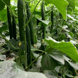 肥料代加工,济宁润田生物,肥料代加工价格