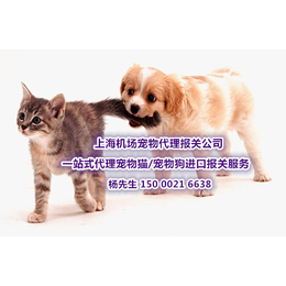 上海宠物加急清关报关代理公司