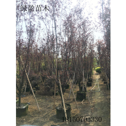 紫叶李高度4米移植苗 落叶乔木各种工程苗木大量供应