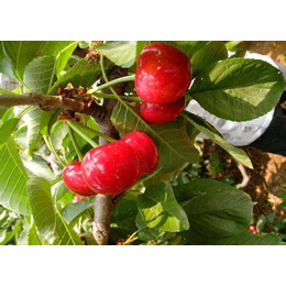 樱桃苗种类-金果生态(在线咨询)-白城樱桃苗