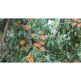 砀山黄桃供应、范建立副食*、砀山黄桃