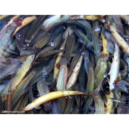 泥鳅养殖技术问答|广西泥鳅|鑫渔圣生态(在线咨询)