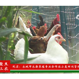 青脚菜鸡厂家,周口青脚菜鸡,永柴青脚菜鸡养殖