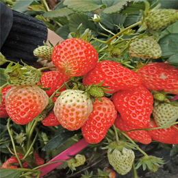 牛奶草莓苗、新余草莓苗、双湖园艺(在线咨询)