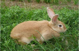 纯种兔子出售种苗-锦腾养殖场-红河兔子