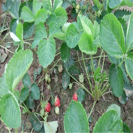 三门峡草莓苗|双湖园艺|佐贺清香草莓苗