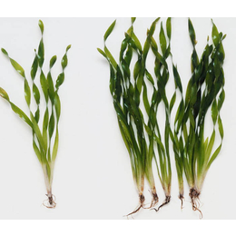 大同矮生苦草去哪买-众禾水生植物信誉厂家