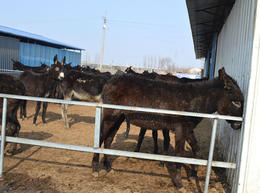 小驴崽养殖场|亿隆养殖(在线咨询)|邱县小驴崽