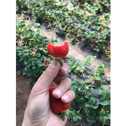 乾纳瑞农业(在线咨询)|西藏草莓苗|草莓苗怎么种