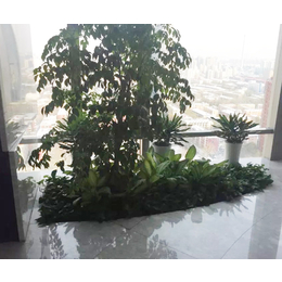 办公植物租赁价格_林昊欣达_植物租赁