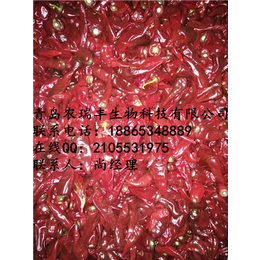 求购鲁红辣椒种子|农瑞丰(在线咨询)|合肥鲁红辣椒种子