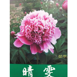 芍药花怎么养护 芍药苗一颗多少钱