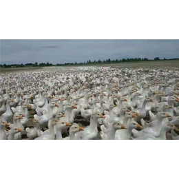 鹅雏孵化厂常杰(图)-莱茵鹅苗养殖技术-河南鹅苗