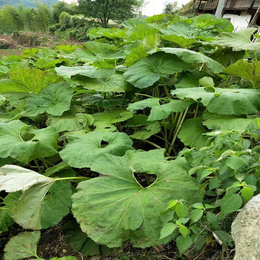 山露菜种 山露菜种根  批发基地