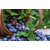 珠宝蓝莓苗基地-福建珠宝蓝莓苗-  柏源农业科技公司(查看)缩略图1