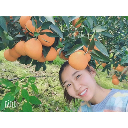 果冻橙种植-广安果冻橙-润昌果业