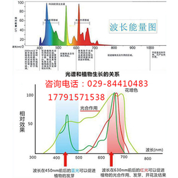 遂宁植物生长补光灯-草莓植物生长补光灯-星丰科技