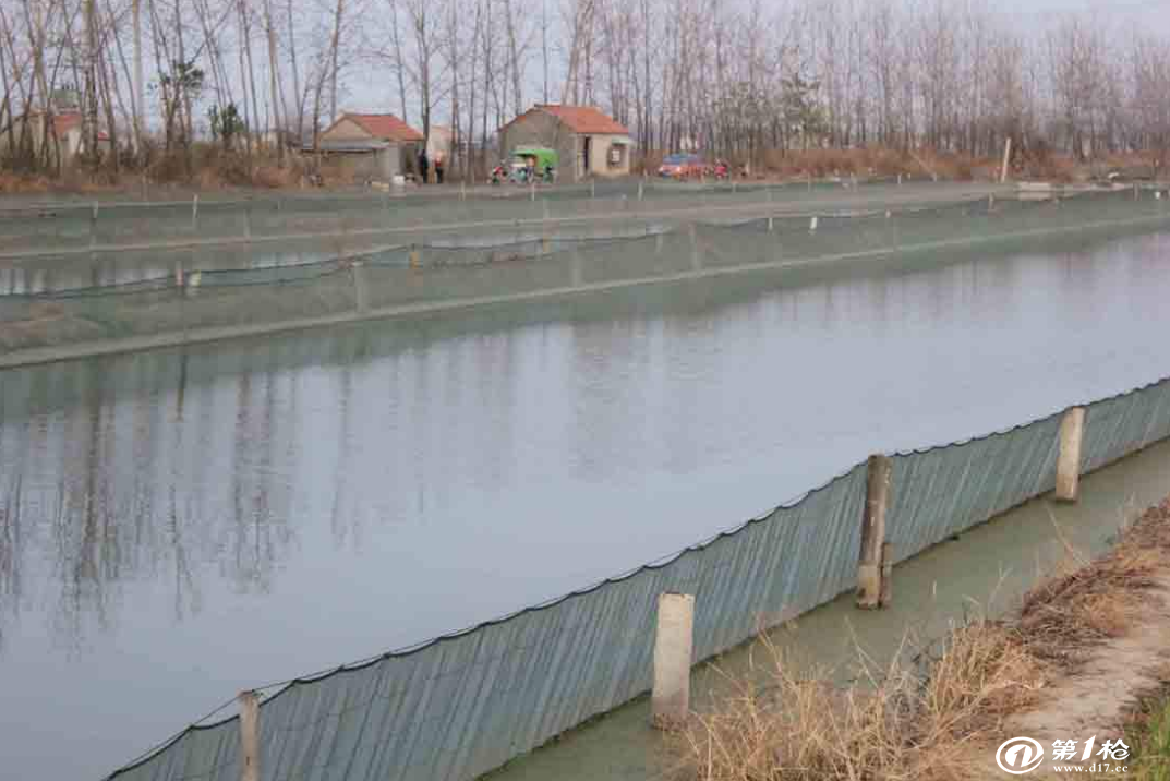 养殖泥鳅池的建造图片