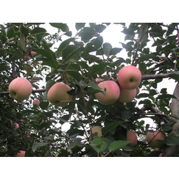 宁夏苹果树种植商户*
