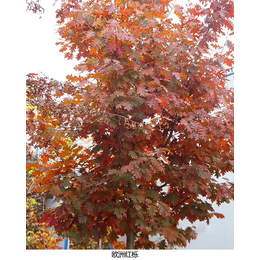 欧洲红栎是什么颜色-欧洲红栎-舜枫农林(查看)