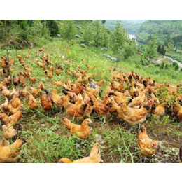 濮阳土鸡养殖-泉儿沟养殖场-土鸡养殖费用