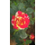 迪庆红玫瑰-红玫瑰种植基地-红瑞花卉(推荐商家)缩略图1