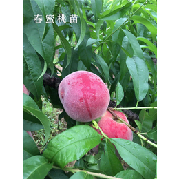 桃苗-金华果友果苗产品稳定-新品种桃苗种植基地