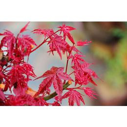 供应一年生日本红枫红舞姬小苗 江西红舞姬树苗基地