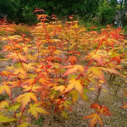 供应一年生日本红枫黄金枫小苗 江西黄金枫树苗基地