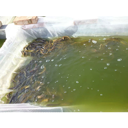 郑州泥鳅苗-有良泥鳅养殖场-泥鳅苗养殖基地