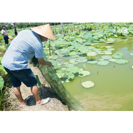 池养泥鳅-宜宾泥鳅-丰鸿生态农业(查看)