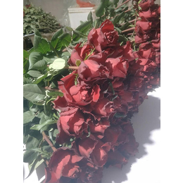 红瑞花业玫瑰苗批发-卡罗拉玫瑰苗种植基地